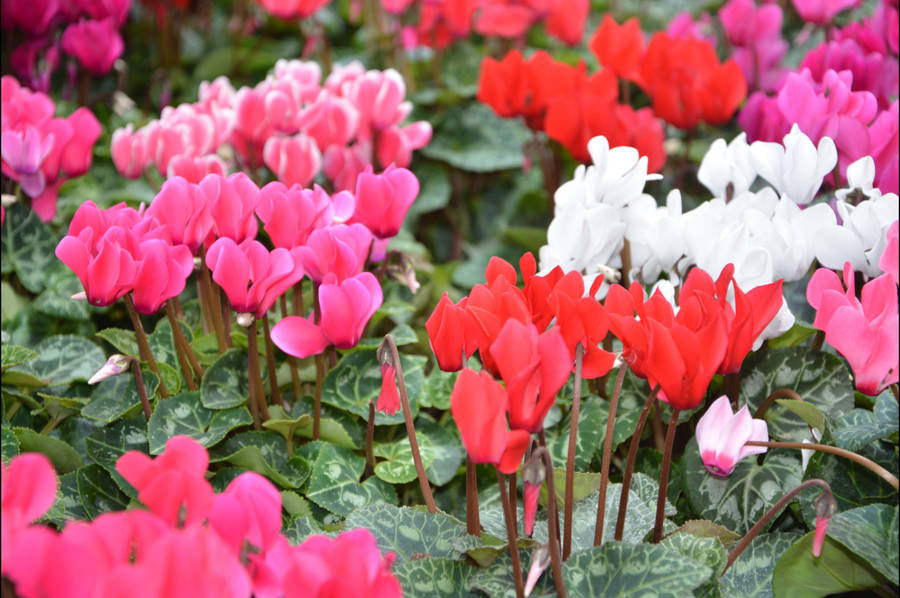 Colorful Cyclamen Bowles Apollo Wallpaper