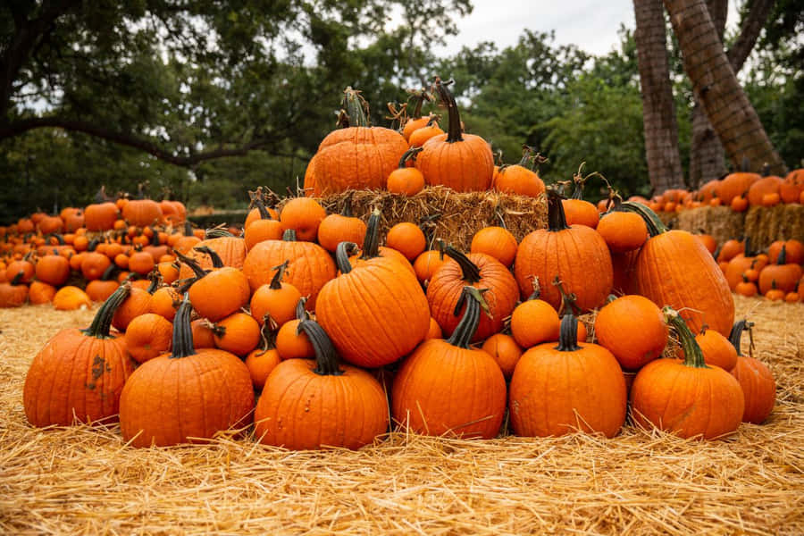 Colorful Fall Pumpkins On A Wooden Surface Wallpaper