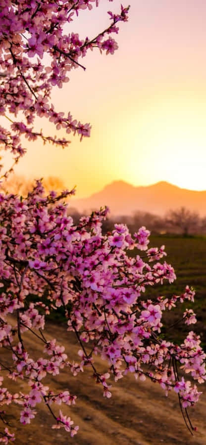 Colorful Flowers Against A Bright Blue Sky On Iphone Wallpaper