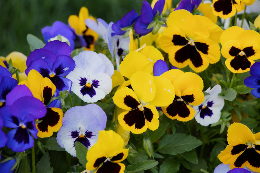 Colorful Fresh Pansy Garden Wallpaper