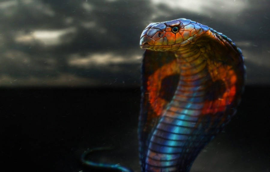 Colorful King Cobra Wallpaper