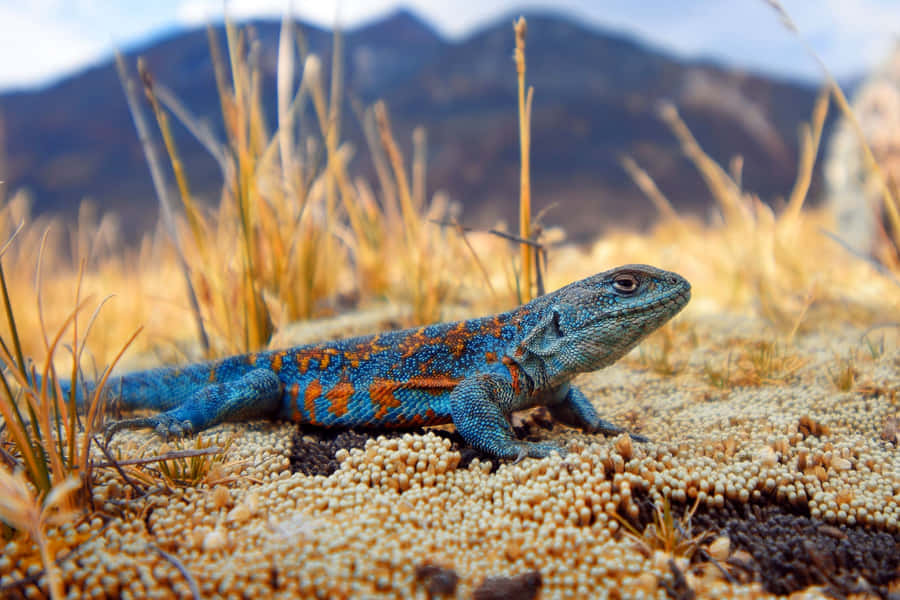 Colorful Lizardin Natural Habitat.jpg Wallpaper