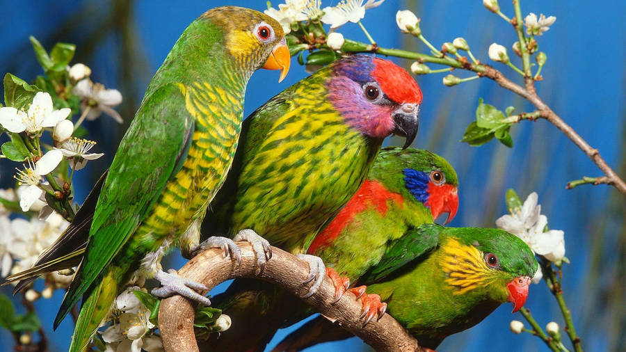 Colorful Parrots Full Hd 1600x900 Wallpaper