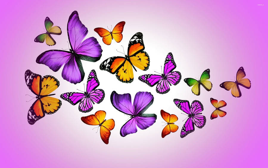 Colorful Purple Butterflies Wallpaper