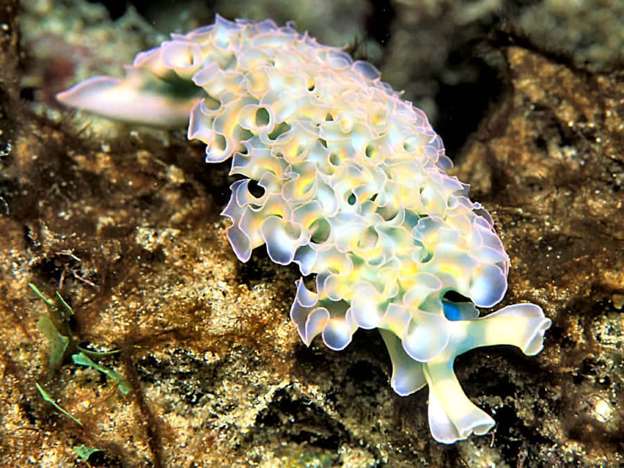 Colorful Sea Slug On Rocky Bed Wallpaper