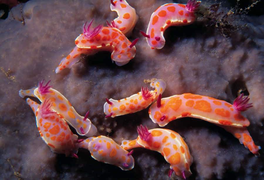 Colorful Sea Slugs On Coral Wallpaper