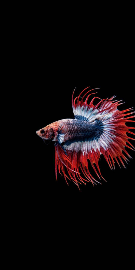 Colorful Siamese Fighting Fish Iphone Wallpaper