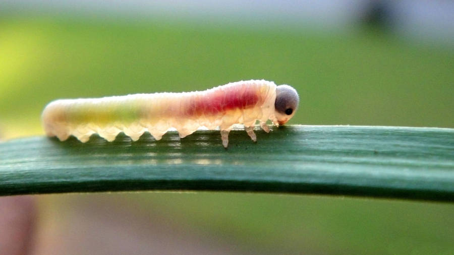 Colorful White Caterpillar Wallpaper