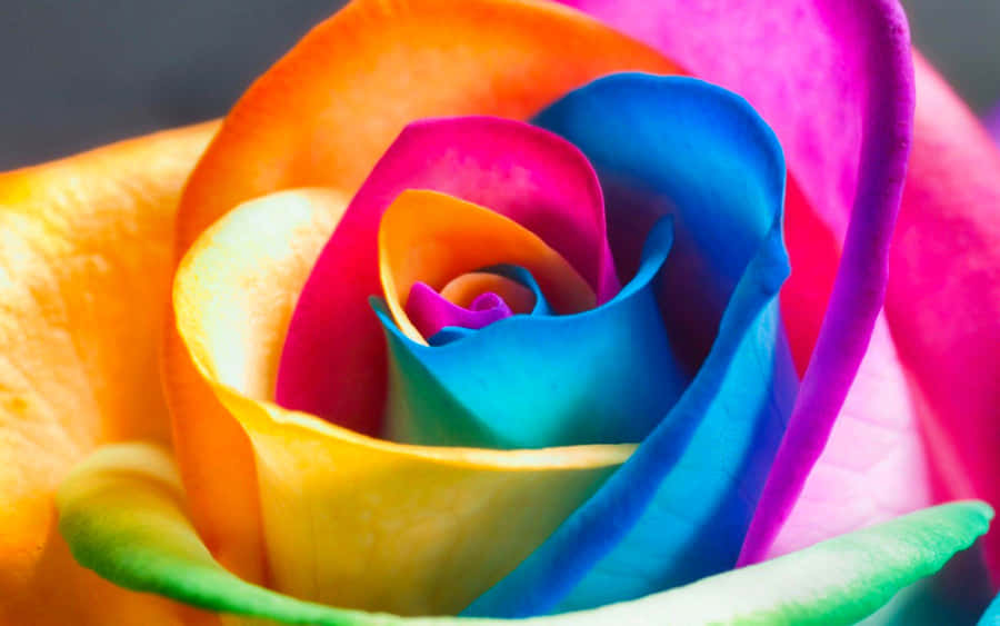 Colourful Flower Wallpaper