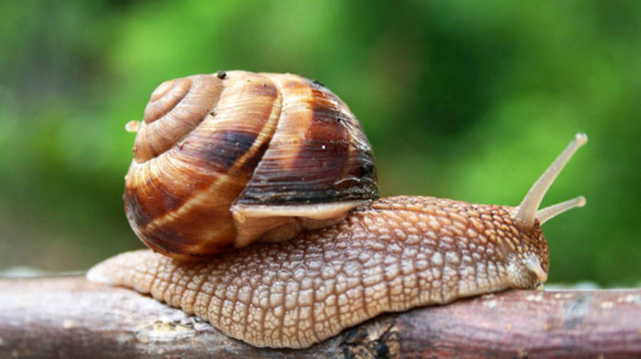 Common Brown Snail Wallpaper