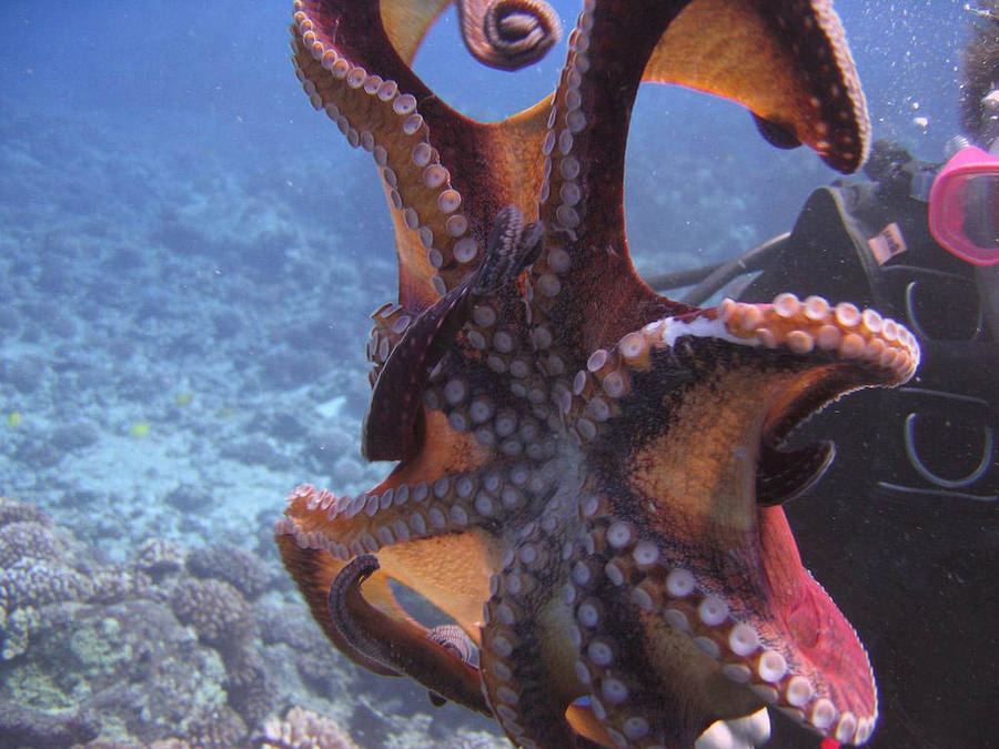 Common Octopus Wallpaper