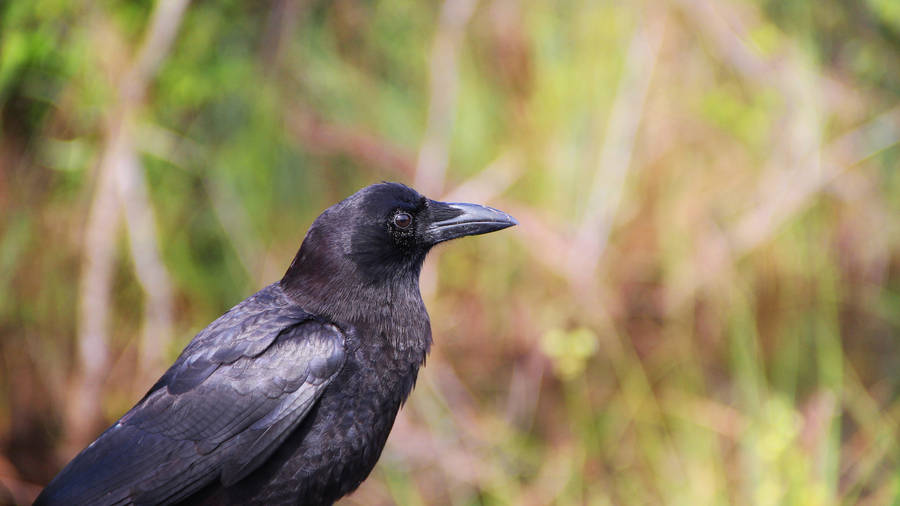 Common Raven Everglades National Park Wallpaper