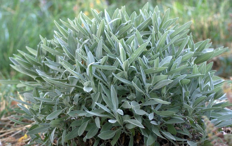 Common Sage Plant Wallpaper