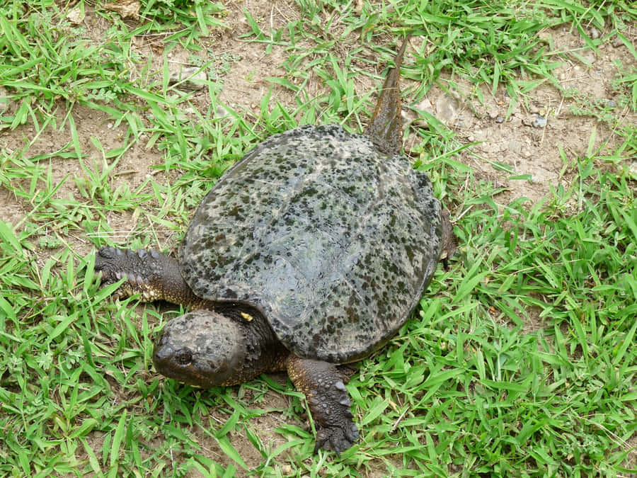 Common Snapping Turtleon Grass.jpg Wallpaper