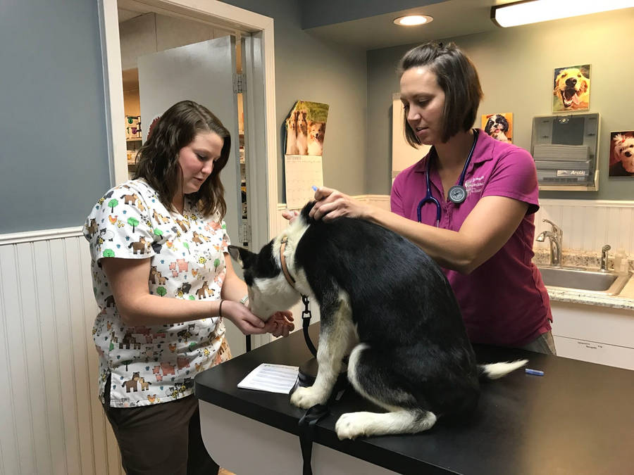 Compassionate Veterinarians Assisting A Beautiful Husky Dog Wallpaper