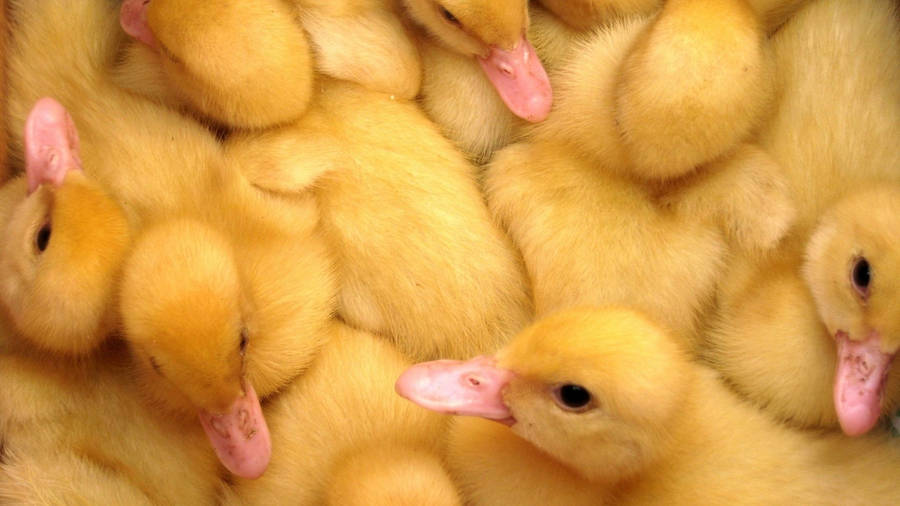 Compressed Baby Ducks Wallpaper