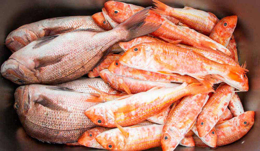 Container Full Of Red Mullet And Snapper Fishes Wallpaper