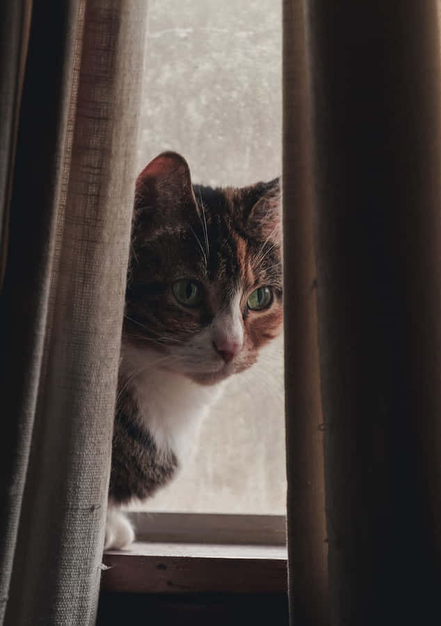 Contemplative Cat Behind Curtain Wallpaper