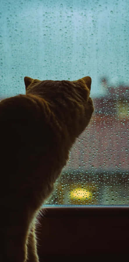 Contemplative Cat Rainy Window Wallpaper