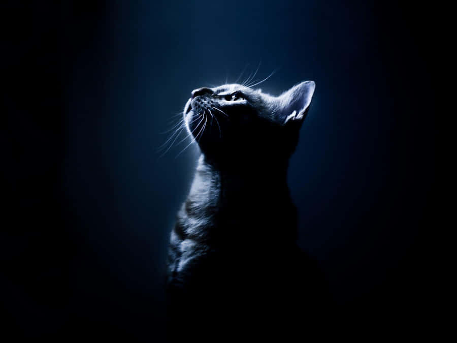 Contemplative Catin Blue Tones.jpg Wallpaper