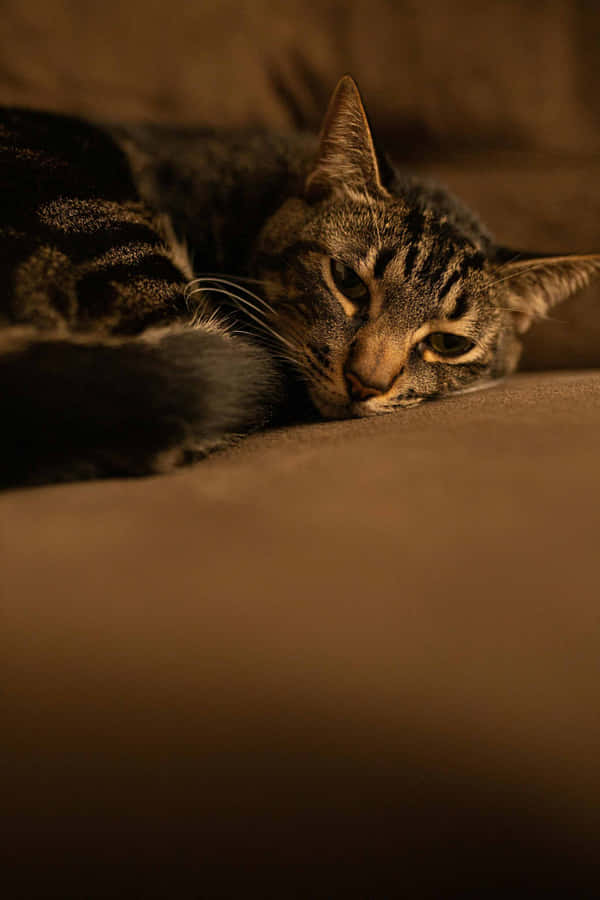 Contemplative Tabby Cat Wallpaper