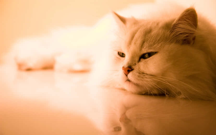 Contemplative White Cat Sepia Tone Wallpaper