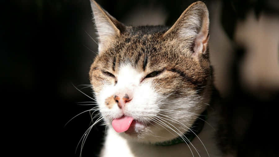 Contented Cat Sticking Out Tongue Wallpaper