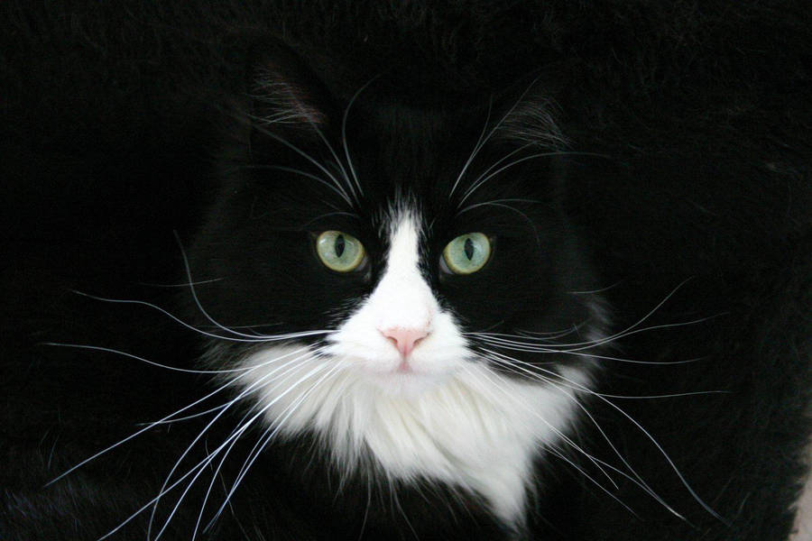 Contrasting Beauty - A Black And White Cat With Long Whiskers Wallpaper