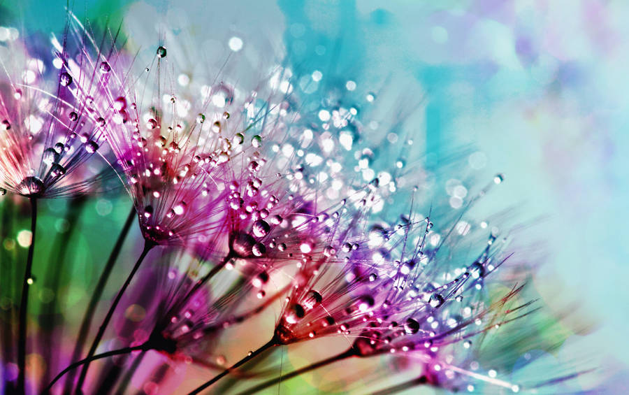 Cool Background Close-up Flower Wallpaper