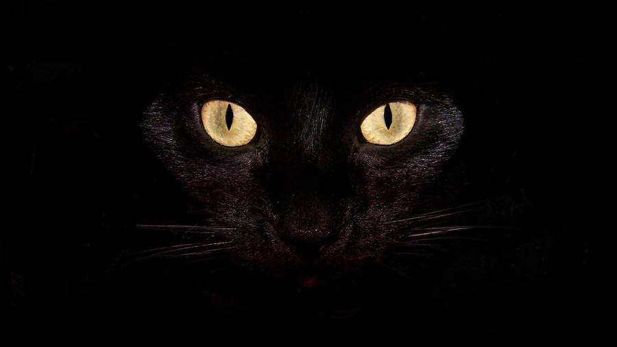 Cool Black Cat Wallpaper