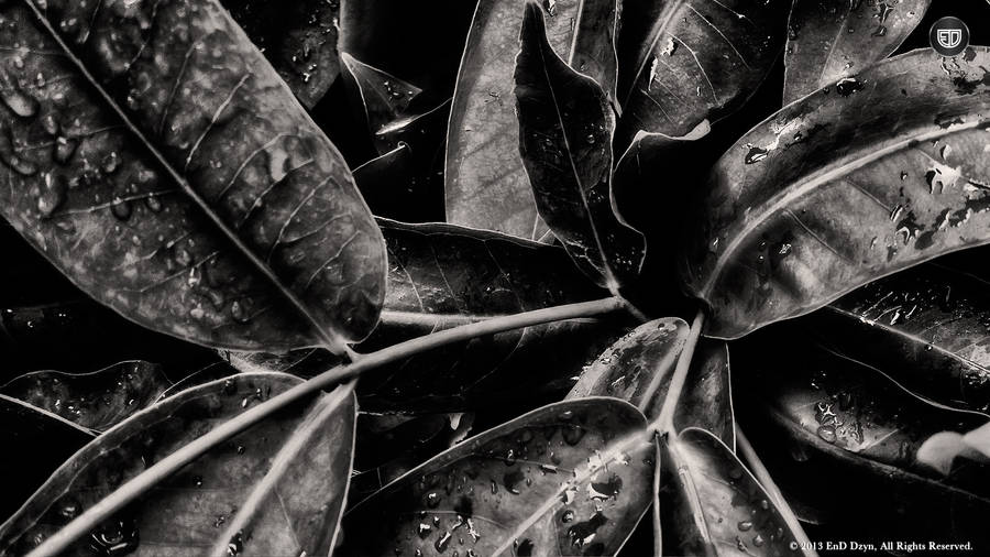 Cool Black Leaves Wallpaper