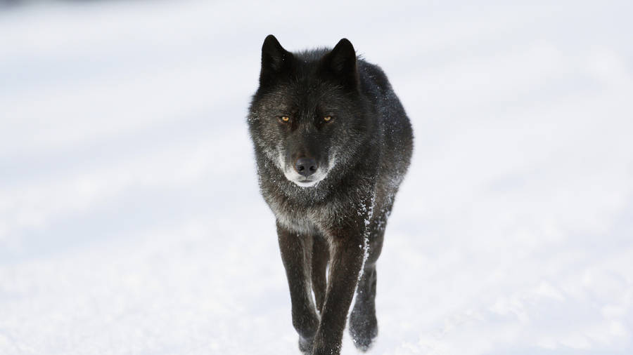 Cool Black Wolf Walking On Snow Wallpaper