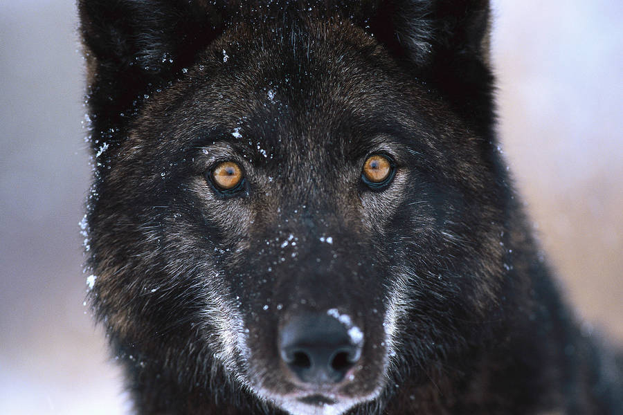 Cool Black Wolf With Snow Wallpaper