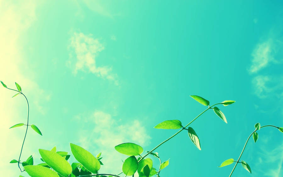 Cool Blue Green Sky Wallpaper