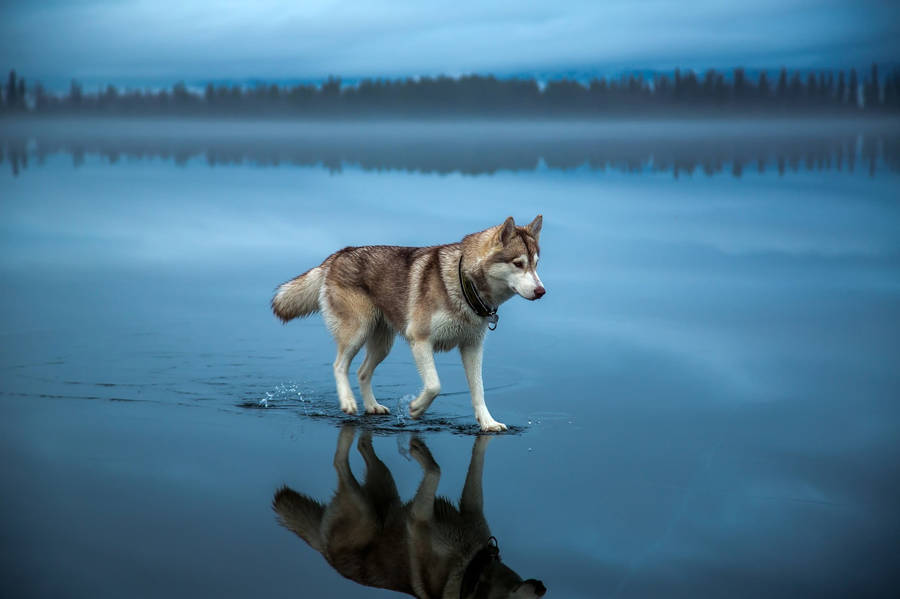 Cool Brown Siberian Husky Tablet Wallpaper