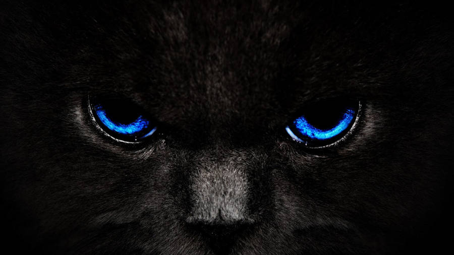 Cool Cat Bluish Eyes Wallpaper