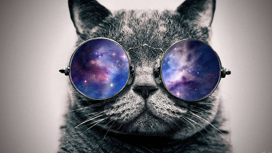 Cool Cat Donned In Galaxy Glasses Wallpaper
