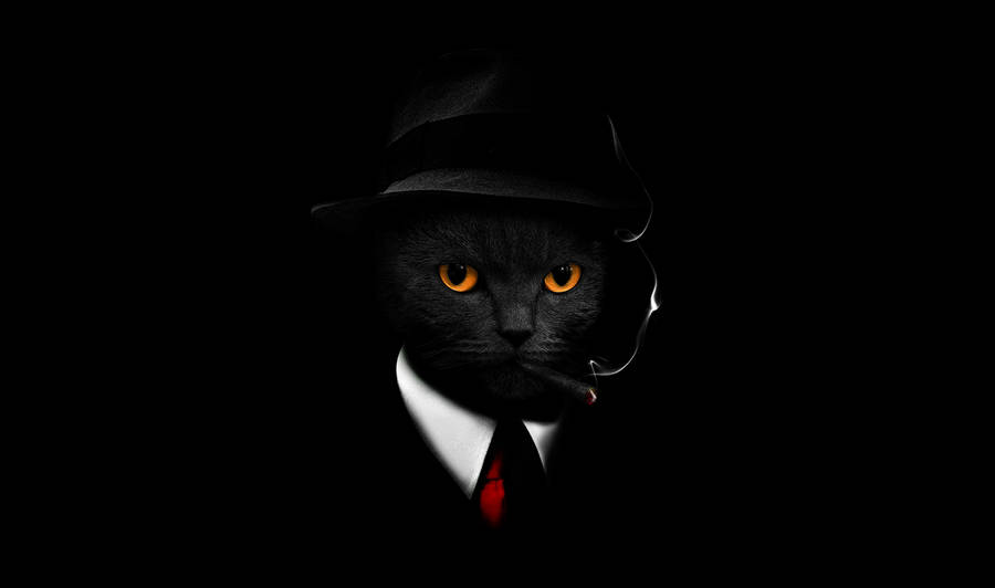 Cool Cat In Suit Wallpaper