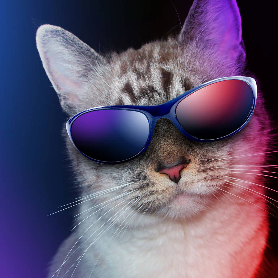 Cool Cat In Sunglasses Wallpaper