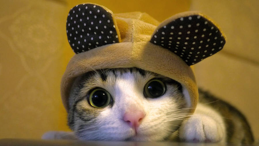 Cool Cat Mouse Hat Wallpaper