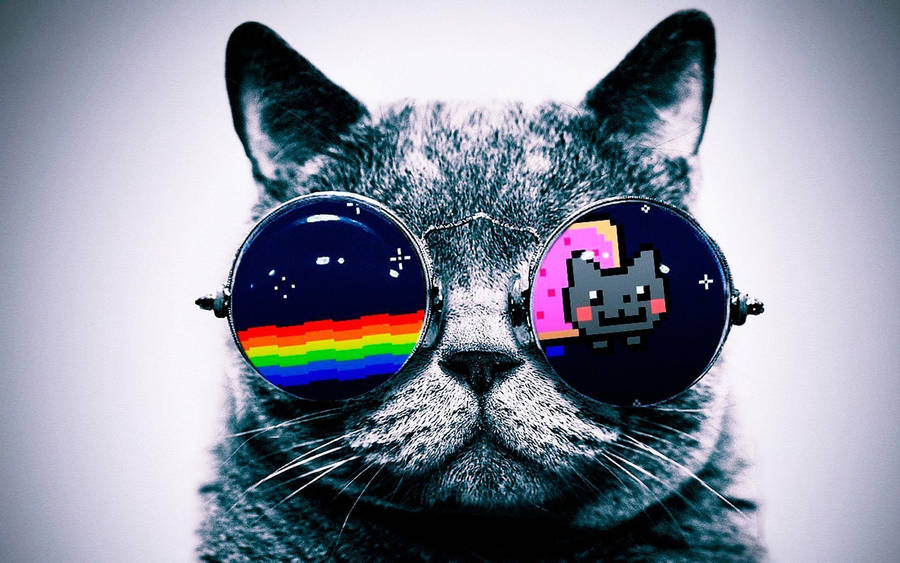 Cool Cat Nyan Glasses Wallpaper