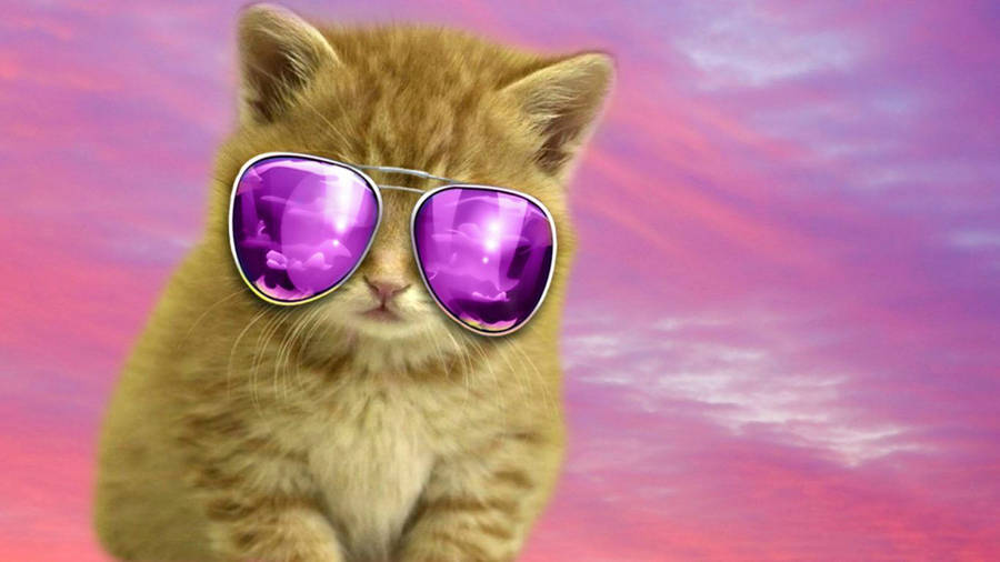 Cool Cat Pink Aesthetic Wallpaper