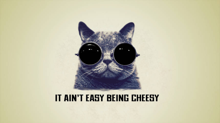 Cool Cat Quote Wallpaper