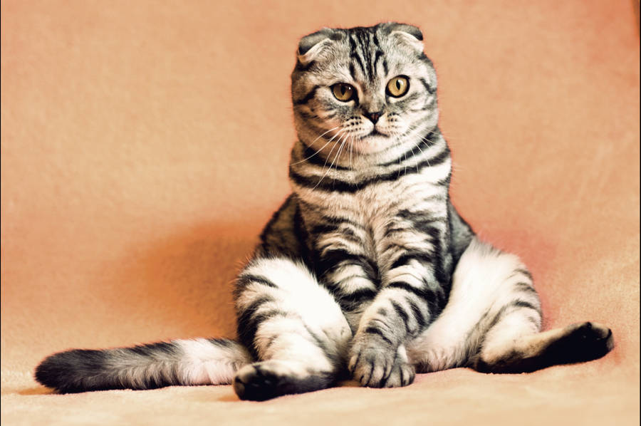 Cool Cat Scottish Fold Wallpaper