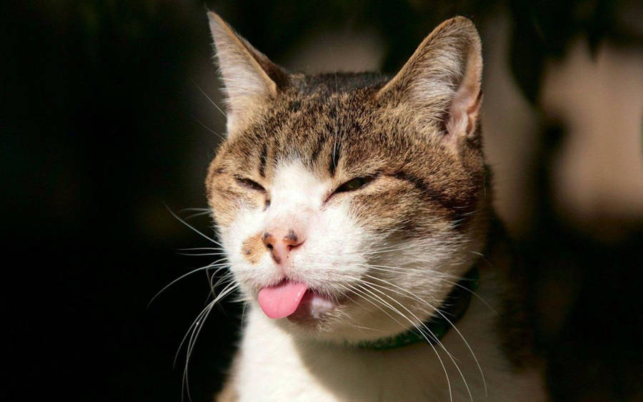 Cool Cat Tongue Out Wallpaper