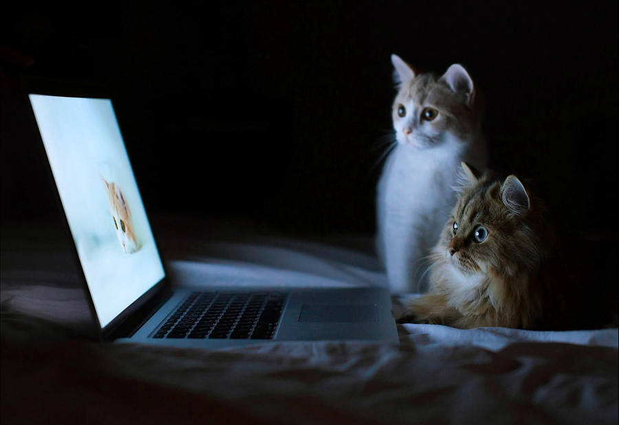 Cool Cats Watching Laptop Wallpaper