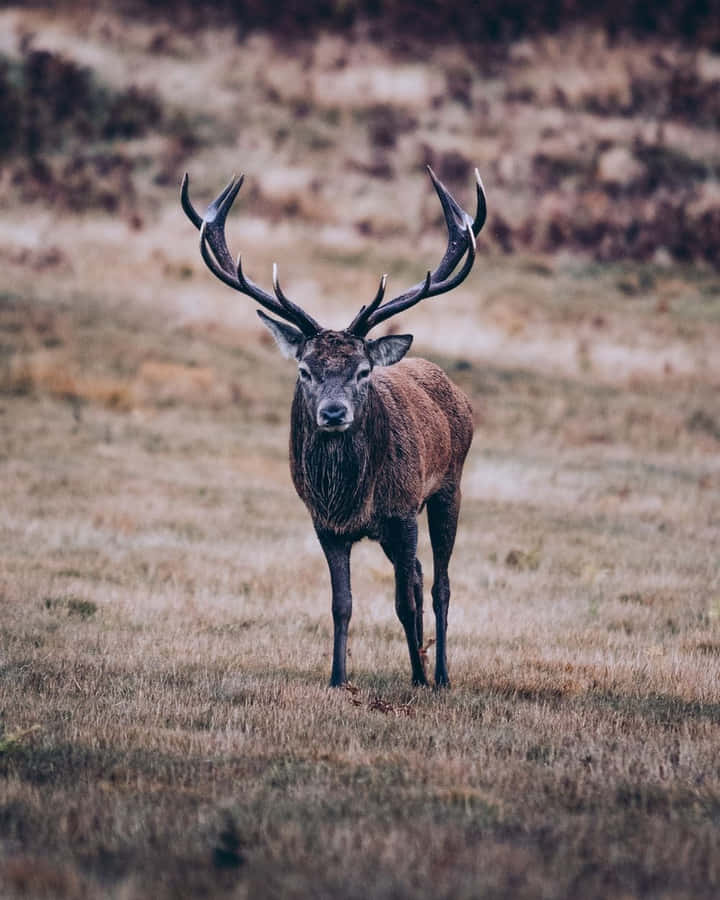 Cool Deer Iphone Lock Screen Wallpaper