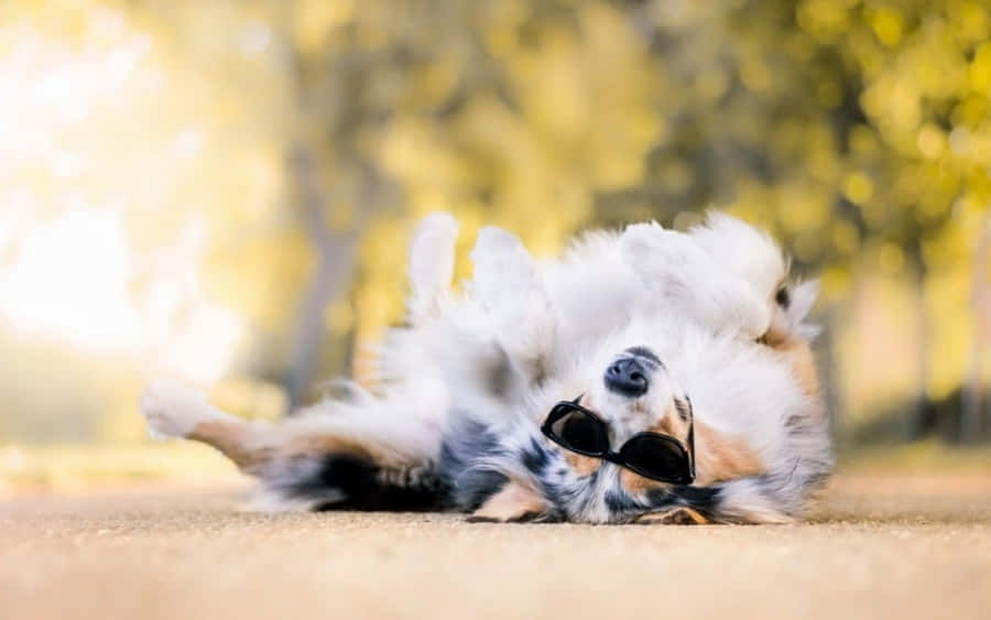 Cool Dog Takes A Break From His Active Lifestyle Wallpaper