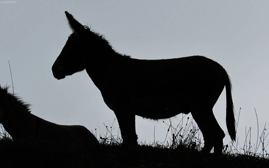 Cool Donkey Silhouette Wallpaper