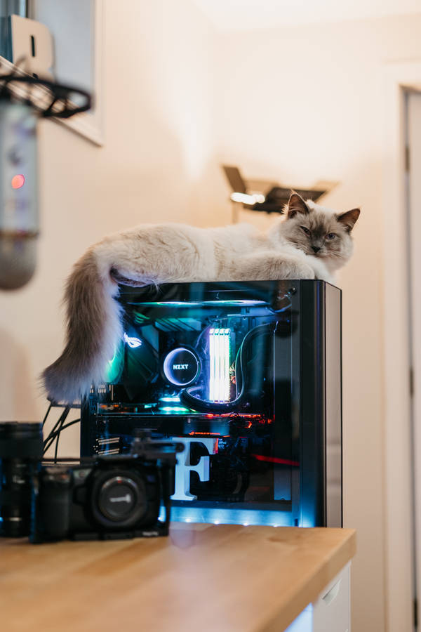 Cool Gaming Cpu And Cat Wallpaper